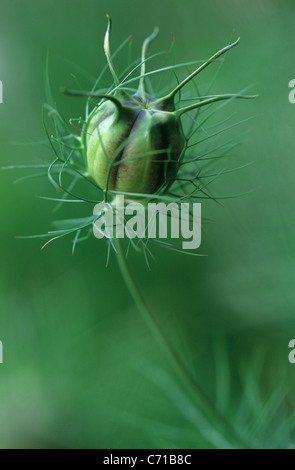 Nigella Damascena, Love-in-a-mist, grüne Blume Motiv, grünem Hintergrund Stockfoto