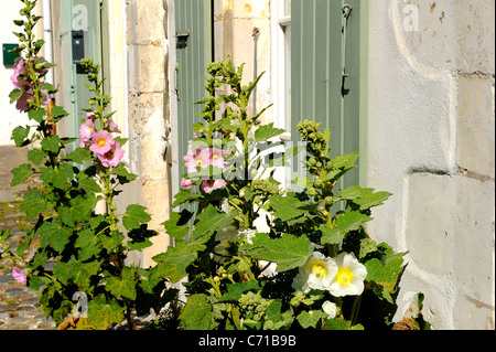 Gemeinsamen Stockrose Blumen (wissenschaftlicher Name: Alcea Rosea), Charente Maritime Abteilung, westlich von Frankreich Stockfoto