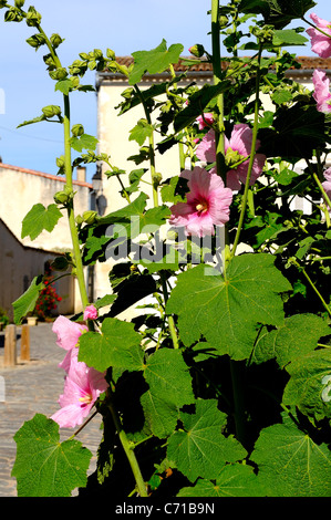 Gemeinsamen Stockrose Blumen (wissenschaftlicher Name: Alcea Rosea), Charente Maritime Abteilung, westlich von Frankreich Stockfoto