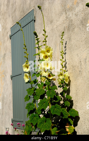 Gemeinsamen Stockrose Blumen (wissenschaftlicher Name: Alcea Rosea), Charente Maritime Abteilung, westlich von Frankreich Stockfoto