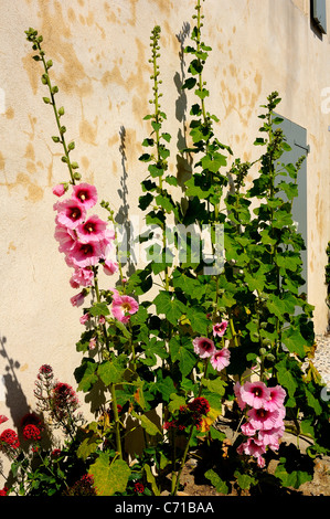 Gemeinsamen Stockrose Blumen (wissenschaftlicher Name: Alcea Rosea), Charente Maritime Abteilung, westlich von Frankreich Stockfoto