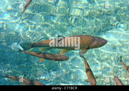 Große Forellen Schwimmen im kristallklaren Wasser der Plitvicer Seen Stockfoto