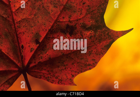 Herbstblatt-detail Stockfoto
