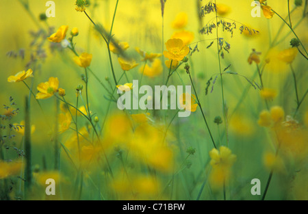 Ranunculus Acris, Hahnenfuß, gelbe Wildblumen Thema, Stockfoto