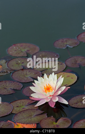 Seerose: Nymphaea 'John Wedgwood' Stockfoto