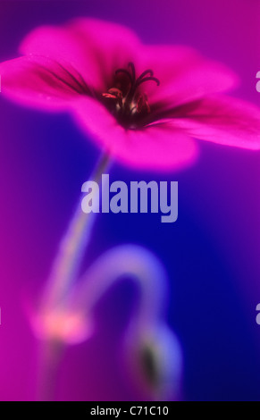 Geranium, Storchschnabel, rosa Blume Motiv, blauer Hintergrund Stockfoto