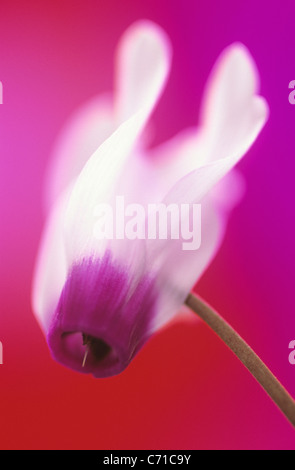 Alpenveilchen einzelne weiße und violette rosa Blüte und Stiel auf rotem Grund. Stockfoto