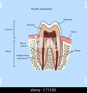 Menschlichen Zahn Anatomie Abbildung Stockfoto