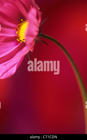 Kosmos einzelne rosa Blume auf Stamm vor einem roten Hintergrund. Stockfoto