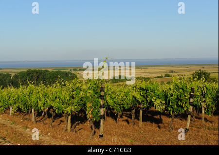 Weinberg in Mortagne Sur Gironde, Gironde-Mündung südlich von Charente Maritime Abteilung, Frankreich Stockfoto