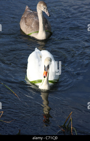 Schwan, hässliche Entlein, Siegel Stockfoto