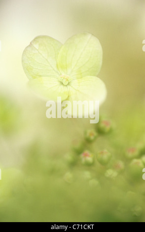 Hortensie Einzelblüte Creme. Stockfoto