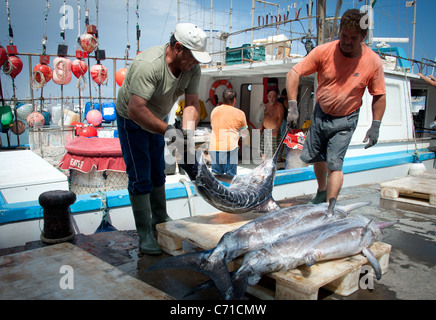 Fischer entladen Schwertfisch aus Boot, Garrucha, Spanien Stockfoto