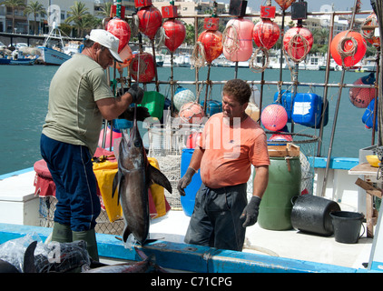 Fischer entladen Schwertfisch vom Boot, Garrucha, Almeria, Spanien Stockfoto