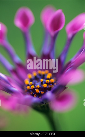 Osteospermum 'Whirligig' lila Blume vor einem grünen Hintergrund. Stockfoto