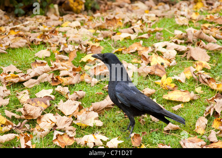 AAS-Krähe Warnung unter Herbst Herbst Blätter Stockfoto