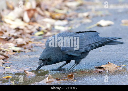 AAS-Krähe trinken aus kleine Pfütze mit Herbst Blätter Stockfoto