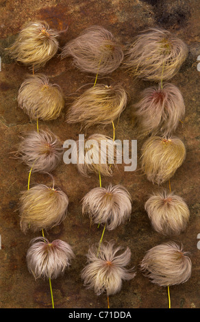 Clematis Samenköpfe in Reihen vor dem braunen Hintergrund. Stockfoto