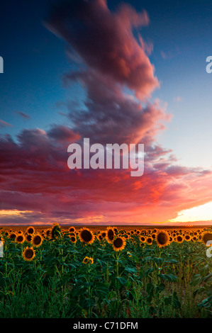 Eine schöne rosa Sonnenuntergang über den östlichen Ebenen von Colorado Sonnenblumen-Felder, die für erneuerbare Energien eingesetzt werden. Stockfoto
