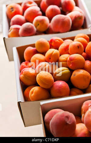 Frische Pfirsiche und Aprikosen Früchte für den Verkauf auf Bauernmarkt Stockfoto