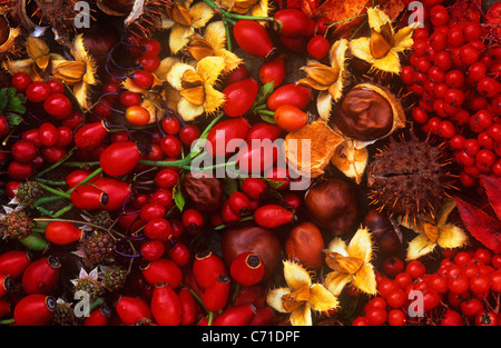 Rosa Hagebutte rote Beeren, Samen und Saatgut Köpfe des Herbstes fallen Farben. Stockfoto