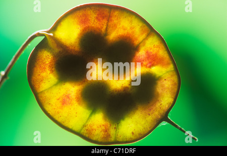 LUNARIA Annua Ehrlichkeit gelb transparent Saatgut Kopf Hintergrundbeleuchtung vor grünem Hintergrund. Stockfoto