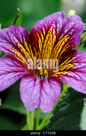 Salpiglossis Sinuata gemalt Zunge rosa Blume und gelbe Staubblätter. Stockfoto