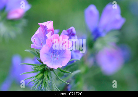 Echium Plantagineum Viper's Bugloss rosa Blumen. Stockfoto