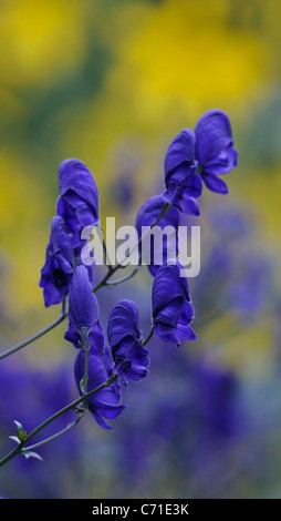 Aconitum Napellus Eisenhut violett-blauen Blüten der mehrjährige Pflanze. Stockfoto