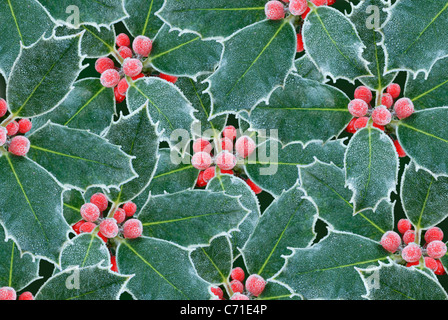 Ilex Aquifolium Holly Frost auf roten Beeren und grünen Blättern. Stockfoto