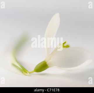 Galanthus Nivalis Schneeglöckchen einzelne weiße Blume vor einem weißen Hintergrund. Stockfoto