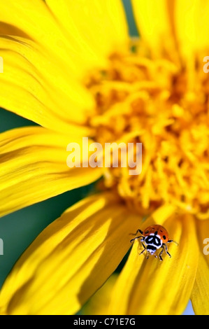 Ein Marienkäfer geht auf einem Maultier Ohr Wildflower (Wyethia Mollis) in Kirkwood, Kalifornien. Stockfoto