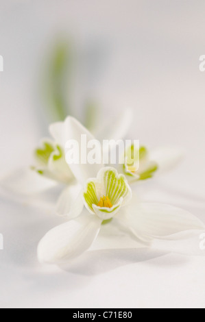 Galanthus Nivalis Schneeglöckchen Blüten vor einem weißen Hintergrund.