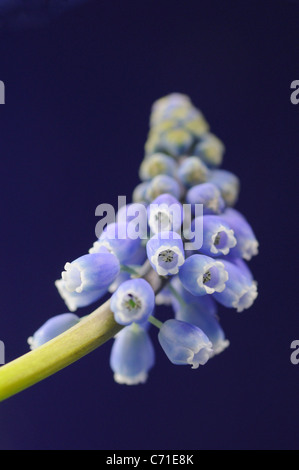 Muscari blaue Trauben Hyazinthe blüht auf Stamm vor blauem Hintergrund. Stockfoto