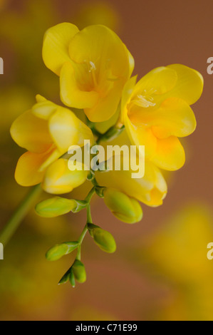 Freesie gelbe Blumen Stockfoto