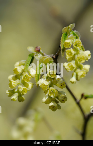 Corylopsis Winter Hazel gelbe Creme Blüten am Strauch. Stockfoto