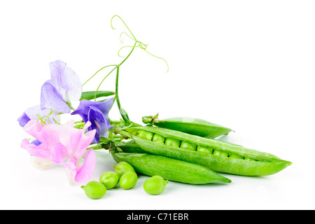 Erbsen in Hülsen mit Sweet Pea Blumen isoliert auf weißem Hintergrund Stockfoto