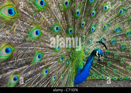 Ein Pfau Stockfoto