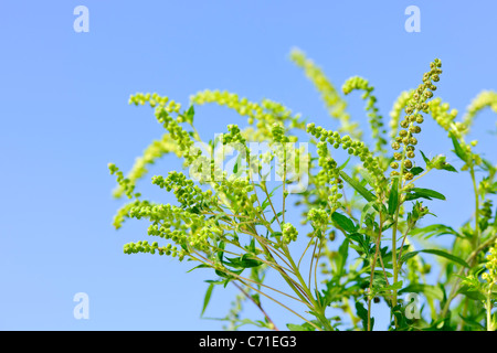 Blühende Ambrosia-Pflanze in Nahaufnahme gegen blauen Himmel, eine gemeinsame allergen Stockfoto