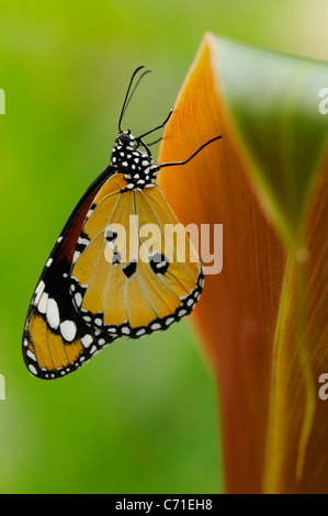 Monarchfalter Danaus Plexippus auf Canna Pflanze Blatt mit Flügel geschlossen und auf der Unterseite sichtbar. Stockfoto
