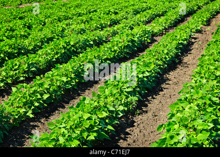 Reihen von Sojapflanzen in einem kultivierten Bauern Feld Stockfoto