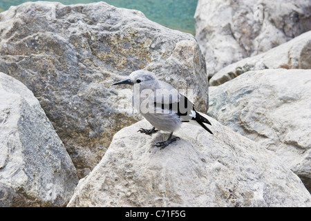 Clarks Nussknacker, Nucifraga Columbiana, betteln um Almosen am Moraine Lake im Banff Nationalpark, Alberta, Kanada. Stockfoto