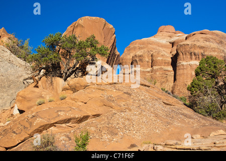 Frühen Morgenlicht an Teufels Garten Formationen im Arches National Park in Utah. Stockfoto