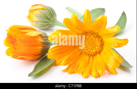 Ringelblume-Blume isoliert auf einem weißen Hintergrund. Stockfoto