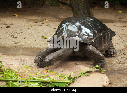 Aldabra Riese Schildkröte (Aldabrachelys Gigantea) aus die Inseln der Seychellen, Singapore Zoo, Stockfoto