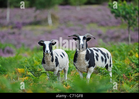 Die Jacob Sheep ist eine alte Rasse von gehörnten Schafen in Heide zu diesen natürlichen Lebensraum zu erhalten. Stockfoto