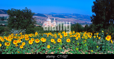 Heiligtum der Madonna di San Biagio und Feld von Sonnenblumen, Montepulciano, Toskana, Italien Stockfoto