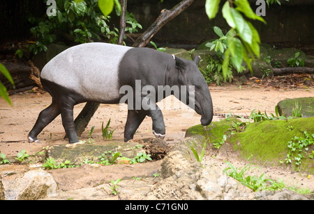 Malaiische Tapir (Tapirus Indicus) im Zoo von Singapur, Asien Stockfoto