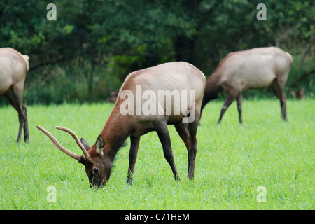 Eine Spitze gehörnten Roosevelt Elk Essen Rasen in einem Feld im Nordwesten der Vereinigten Staaten. Stockfoto