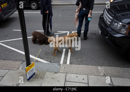 Hunde warten mit ihren Besitzern, überqueren Sie die Straße vor einem 4 x 4, Range Rover und in der Nähe eine Don't Dump zu unterzeichnen. Stockfoto